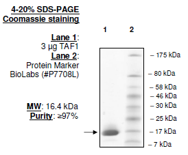 TAF1 (1519-1651),human recombinant, N-terminal His tag