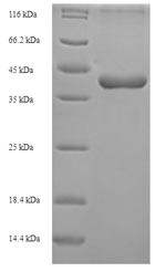CCN family member 5 (Ccn5), mouse, recombinant