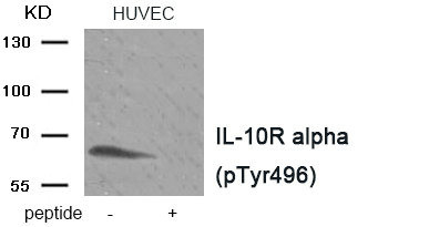 Anti-Phospho-IL10RA (Tyr496)