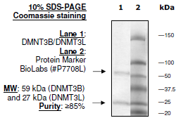 DNMT3B/DNMT3L human recombinant protein complex