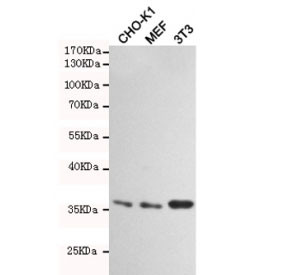 Anti-HtrA2 / Omi, clone 1H8-C12-F8