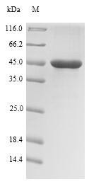 Regulatory protein RhlR (rhlR), Pseudomonas aeruginosa, recombinant