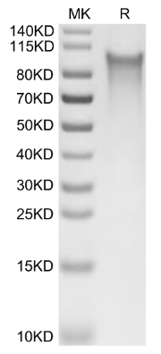 CX3CL1/Fractalkine, His, Human