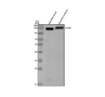 Anti-Zebrafish N-cadherin / Ncad / Cdh2 / Cadherin 2