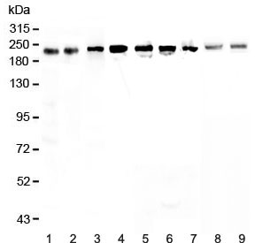 Anti-BRG1 / SMARCA4