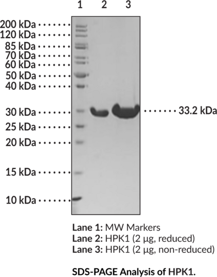 HPK1 (human, recombinant)