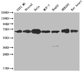 Anti-CBX2 Recombinant Monoclonal, clone 24A2