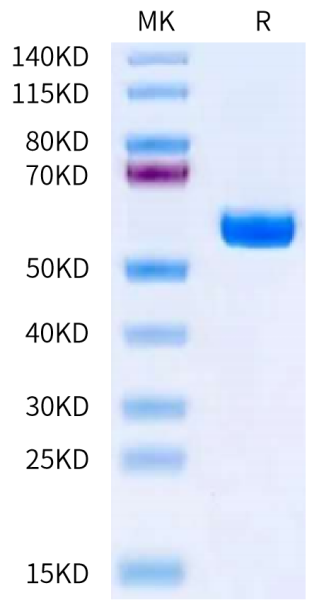Biotinylated Human HLA-A*11:01&amp;B2M&amp;MATN2 (KTLTSVFQK) Monomer Protein