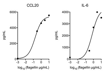 Flagellin (high purity)