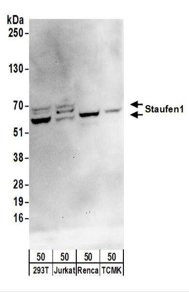 Anti-Staufen1