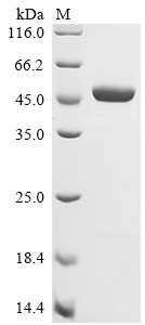 Beta-enolase (Eno3), mouse, recombinant