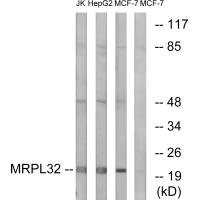 Anti-MRPL32