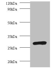 Anti-PSMA7