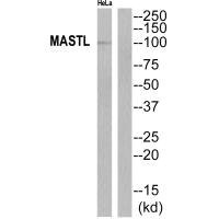 Anti-MASTL