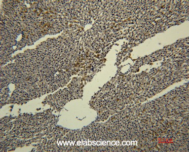 Anti-Transferrin, clone 4B4