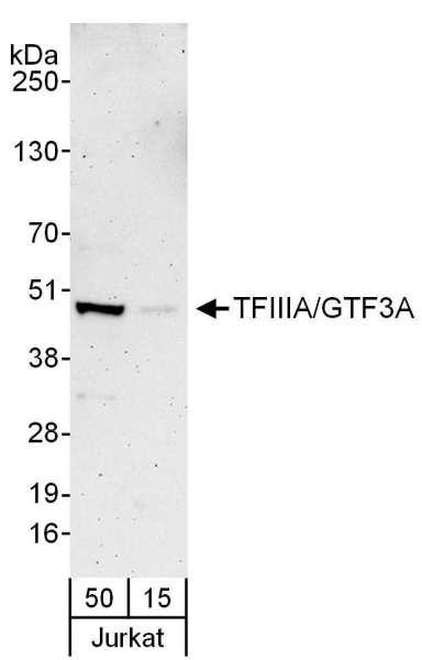 Anti-TFIIIA/GTF3A