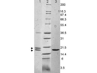 Interleukin-33, human recombinant (rHuIL-33)