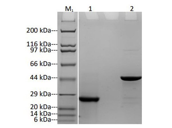 Anti-CD20 [Recombinant Fab Antibody]