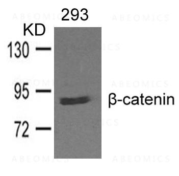 Anti-beta-catenin