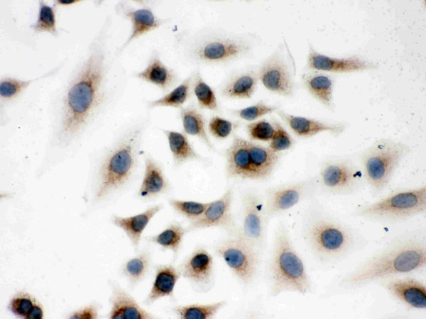 Anti-Peroxiredoxin 4