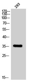 Anti-Phospho-OPRD1 (S363)