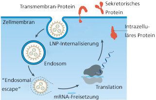 Endosomal_Escape_DEyggChWT7z3QSt