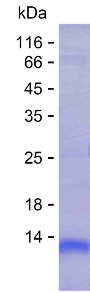 ZBTB17 (human), recombinant protein