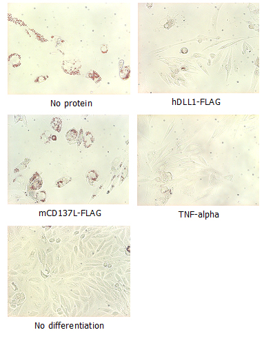 DLL1 (human, rec.)