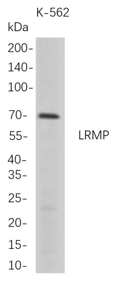 Anti-Recombinant LRMP, clone 9D8