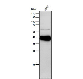 Anti-phospho-CrkL (Tyr207) / Crk like protein, clone 32C08