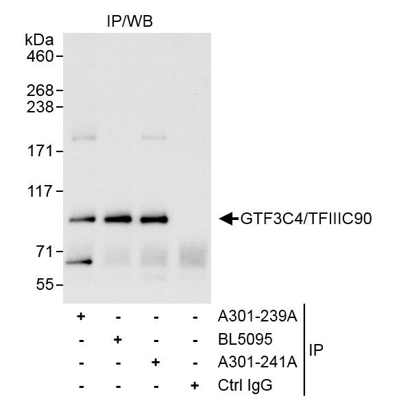 Anti-GTF3C4/TFIIIC90