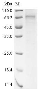 Parathyroid hormone/parathyroid hormone-related peptide receptor (Pth1r), rat, recombinant