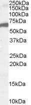 Anti-FOXA2, C-terminal