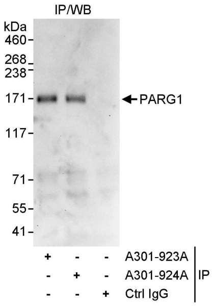 Anti-PARG1