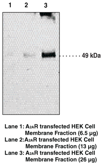 Anti-Adenosine Receptor A2A Monoclonal Antibody (Clone 7F6-G5-A2)