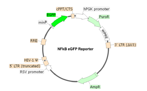 NF-kappaB eGFP Reporter Lentivirus
