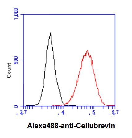 Anti-Cellubrevin, clone 4G9