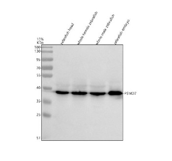 Anti-Zebrafish Psmd7 / 26S proteasome non-ATPase regulatory subunit 7