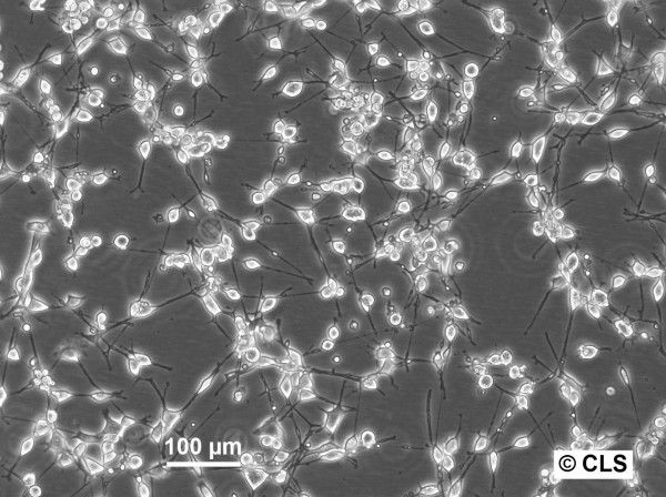 NIH-3T3-ras Cells
