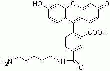 5-FAM cadaverine