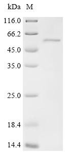 Protein PRRC1 (PRRC1), recombinant human