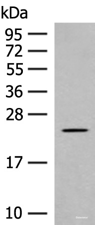 Anti-CLEC3B