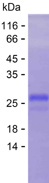 Recombinant Human PI3 Kinase p110 alpha Protein