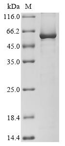 Angiopoietin-2 (Angpt2), recombinant rat