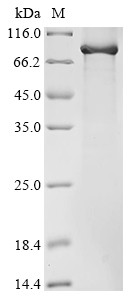 Complement C1r-A subcomponent (C1ra), mouse, recombinant
