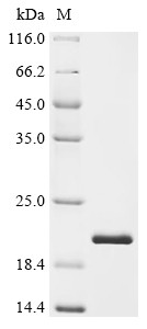 Neurotrophin-4 (NTF4), human, recombinant