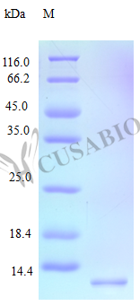 C-C motif chemokine 15 protein (CCL15) (Active), human, recombinant
