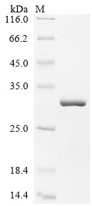 Ropporin-1A (ROPN1), human, recombinant