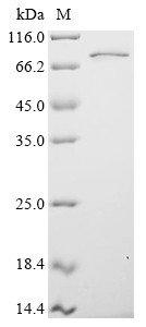 RNA-binding protein FUS (FUS), human, recombinant