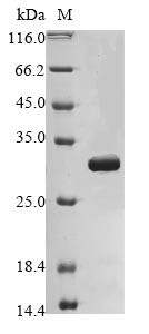Enoyl-CoA hydratase, mitochondrial (Echs1), mouse, recombinant